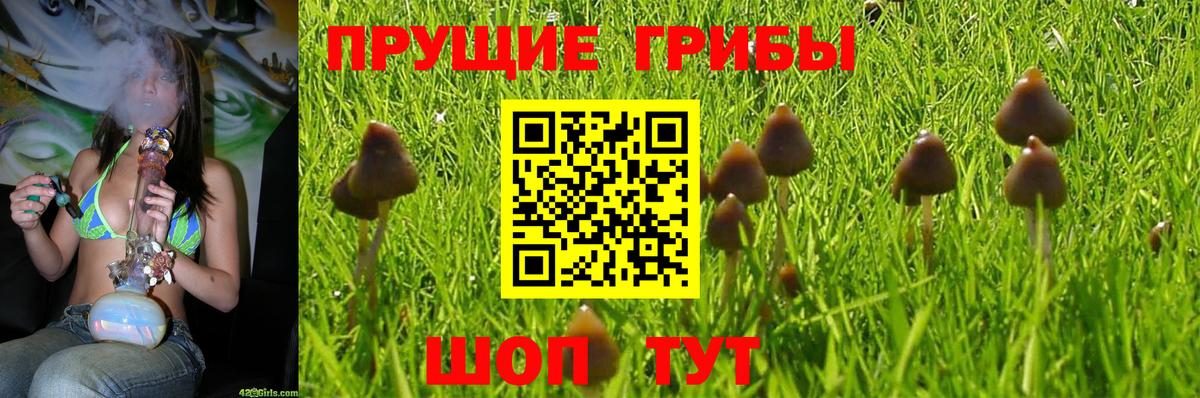 Галлюциногенные грибы прущие грибы  Тайшет  цена наркотик  Галлюциногенные грибы Psilocybine cubensis 